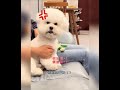 被女生告状，狗子怒了！ 搞笑 mountains pets dog cute funny animals 萌宠