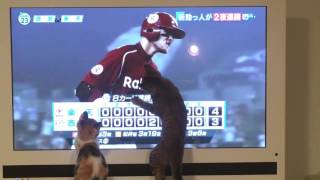 三毛猫「うに」とキジ猫「きなこ」の野球観戦