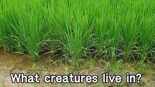 어떤 생물들이 논에 살고 있을까?ㅣWhat kind of creatures live in the rice fields