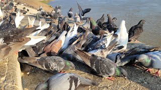 [鳩の美しさ] 美しい鳩🕊のほとんど、お腹が空いていて満足している