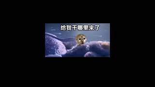 你确定要回到最初的起点吗？ 猫meme 万万没想到 内容过于真实