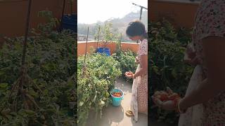 बाल्टी भर कर टमाटर 🍅हार्वेस्टिंग की हूं अपने किचेन गार्डेन से😍//Gita mini garden// #gardening #vlogs