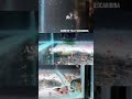 huge assorted shrimp restock aprilsaquarium yourlocalfishstore neocaridina freshwatershrimp