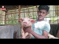 pig farm in ranir bazar