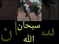 ولله في خلقه شؤون هذا خلق الله