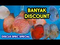 SPEC SPESIAL BANYAK DISCOUNT ! REVIEW HARGA IKAN DISCUS MAIN IKAN CHANNEL | DISCUS FISH | ikan hias