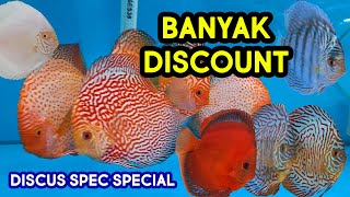 SPEC SPESIAL BANYAK DISCOUNT ! REVIEW HARGA IKAN DISCUS MAIN IKAN CHANNEL | DISCUS FISH | ikan hias