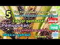 5 Tips Pengelolaan Lahan Gambut Untuk Kelapa Sawit Produksi Tinggi