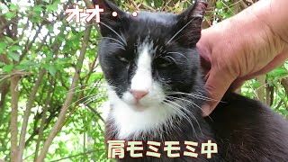 【ワレニャン】猫さん肩もみマッサージで蒸し暑い梅雨を乗り切りましょう