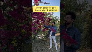 जनवरी में कटिंग से ये फूल जरूर लगाना, Bougainvillea Propagation Made Easy: Winter Special Tips