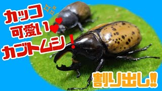 マヤシロカブトの採卵じゃーい‼️✨