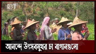 মৌলভীবাজারে বৃষ্টি,  চা পাতা উত্তোলন শুরু | Moulvibazar | News | Ekattor TV