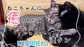 【保護猫カフェ】駒猫　寒い冬　猫ちゃんが膝にいると　あったかい