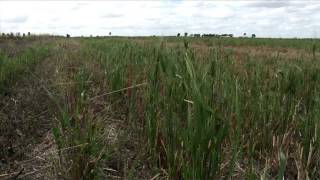 GCTV5: Green Bridge control for less stem rust