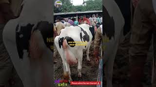 जरुआ पशु मंडी की सुंदर गाय || jarua Mandi#shortvideo#cow