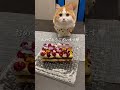 飼い主の誕生日♡ cat ミヌエット 猫のいる暮らし 猫のいる生活 猫好きさんと繋がりたい