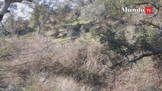 Caçada ao javali no Monte da Ribeira, Évora