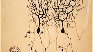 Brain science | Wikipedia audio article