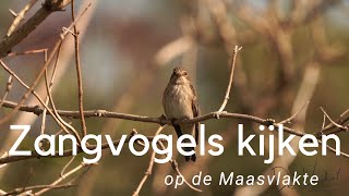 Vogeltrek op de Maasvlakte #741