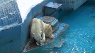 小さすぎるおもちゃを見失うイッちゃん（Шилка）　　　天王寺動物園のホッキョクグマ