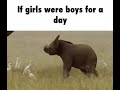 if girls were boys for a day elephant video