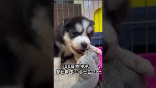 貝貝寵物專業犬舍- 雙藍眼 長毛哈士奇  22號