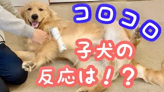 コロコロした子犬の反応がかわいすぎた件【ゴールデンレトリバー】