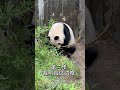 inheritors of intangible cultural heritage非物质文化遗产传承熊，靓女编竹 panda 熊猫 cute animals 熊猫界顶流 funny