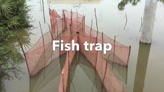 How to fishing \u0026 Cook , ត្រីស្រែច្រើនណាស់