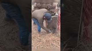 Farmers creativity in agriculture,  #viralvideo #agriculture