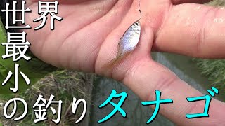 タナゴ釣り　やっと出会えたタナゴ探しの旅バラタナゴ、ヤリタナゴ