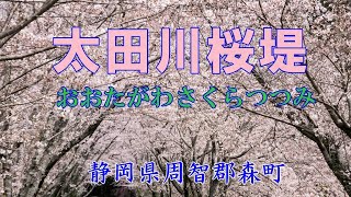 森町  太田川桜堤 (おおたがわさくらつつみ)