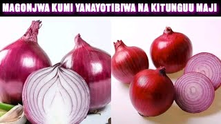 MAGONJWA MAKUBWA KUMI YANAYOTIBIWA NA KITUNGUU MAJI HAYA APA/FAIDA KUMI ZA KITUNGUU MAJI KIAFYA