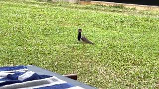 Sri Lankan bird Red wattled lapling / kirala in Sinhalese language