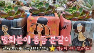 단지네다육에서 명화분에  홍등 분갈이합니다! *22.8.28.부터 짱짱이10kg주문시 택배비발생합니다*