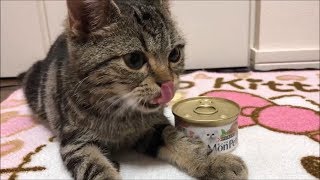 モンプチの猫缶に夢中になりすぎて涙を浮かべる子猫