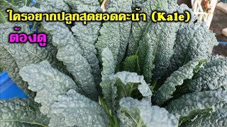 ใครอยากปลูกสุดยอดคะน้า (Kale) ต้องดู!! จาก 1 ได้ถึง 100 #สวนผักหลังบ้าน