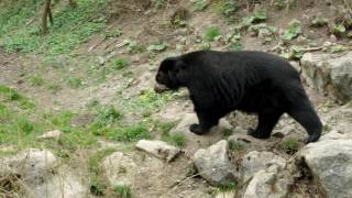 メガネグマ　餌の時間＆飼育員の説明　2016 0402