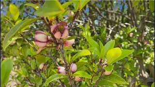 【カラタネオガタマ】愛知県植木センター2024年5月上旬