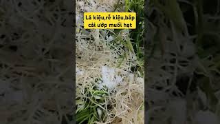 Lá kiệu,rễ kiệu,bắp cải ướp muối hạt muối chua #minhngocsaigon #duachua#duakieu #cukieungamchuangot