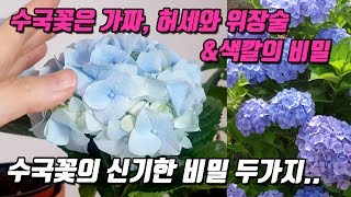 수국꽃은 가짜다? 색깔의 비밀,수국의 허세와 위장술,꽃색깔을 바꾸는 방법