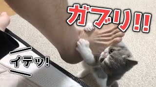 飼い主の足に喰らいついて離さない子猫【エキゾチックショートヘア】