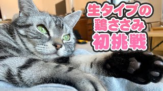 マャーちゃんに初めて生タイプのチキンささみをあげてみた結果【ねこのマャーちゃん】