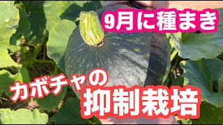 ８月に種まき１１月に収穫！カボチャの抑制栽培　栽培記録