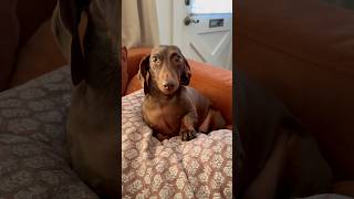 Try NOT to pet challenge: Dachshund level 🌭 #dogshorts #cute #dachshund #cutedog #funnydogs #doggo