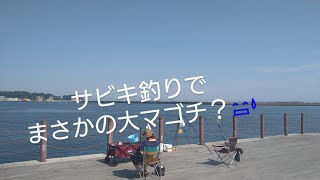 小名浜港で夕マズメのサビキ釣り！そしてまさかの大マゴチ♪