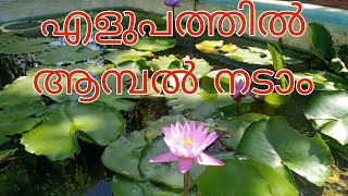 എളുപ്പത്തിൽ എങ്ങനെ ആമ്പൽ നടാം|Easy plantation of water lilly|