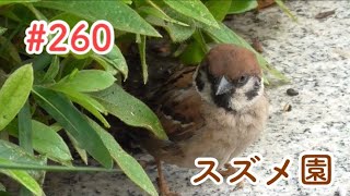 スズメさんの日常#260