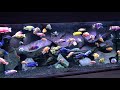 overview of the 300g cichlid tank