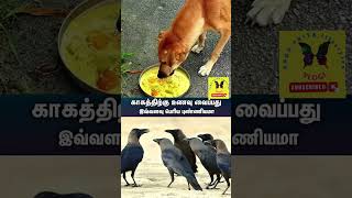 💁சனிக்கிழமை காகத்திற்கு உணவு வைப்பது எவ்வளவு புண்ணியம்? Feeding Food for crow # shorts#trending